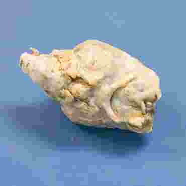 Preserved Sheep Brain for Dissection