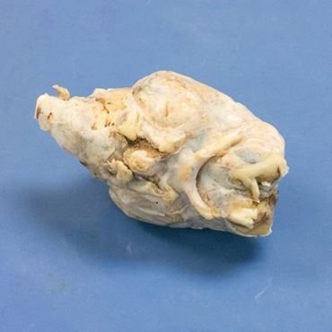 Preserved Sheep Brain for Dissection