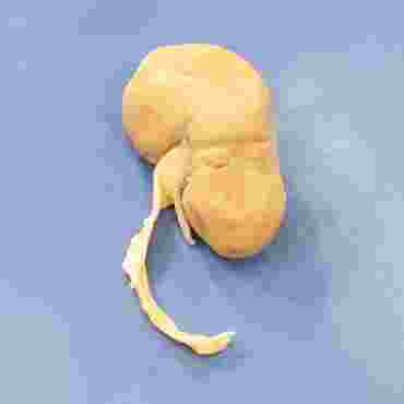 Sheep Kidney, Vacuum Packed, Plain, Each