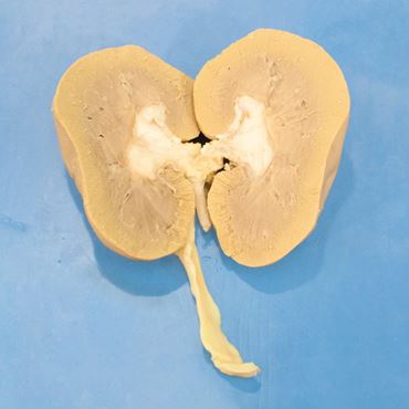 Dissection, biology and zoology studies