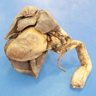 Sheep Pluck, Vacuum Packed, Plain, Each