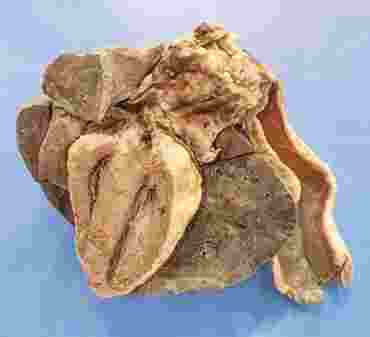 Dissection, biology and zoology studies