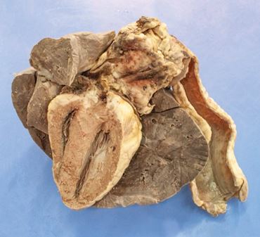 Dissection, biology and zoology studies