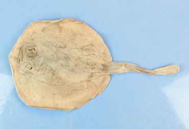 Preserved Skate, Vacuum Packed, Each