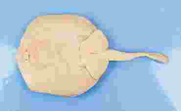 Dissection, biology and zoology studies
