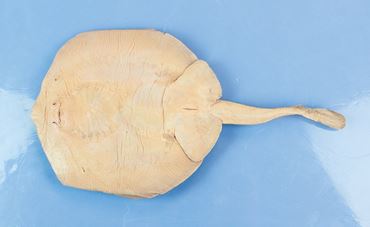 Dissection, biology and zoology studies