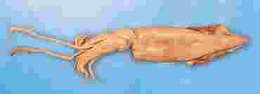 Preserved Squid for Dissection