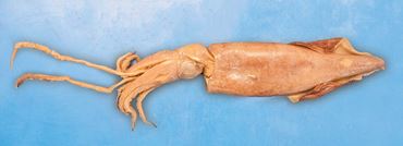 Preserved Squid for Dissection