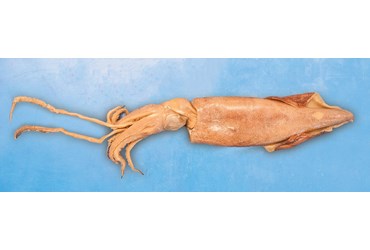 Preserved Squid for Dissection