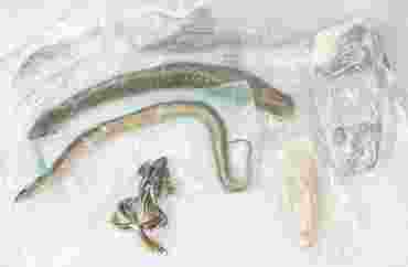 Preserved Specimen Survey Sets for Dissection