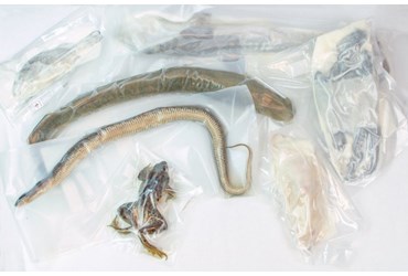 Preserved Specimen Survey Sets for Dissection