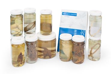 Preserved Specimen Survey Sets for Dissection