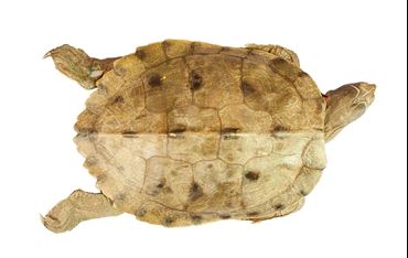 Preserved Turtles