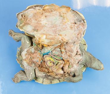 Dissection, biology and zoology studies
