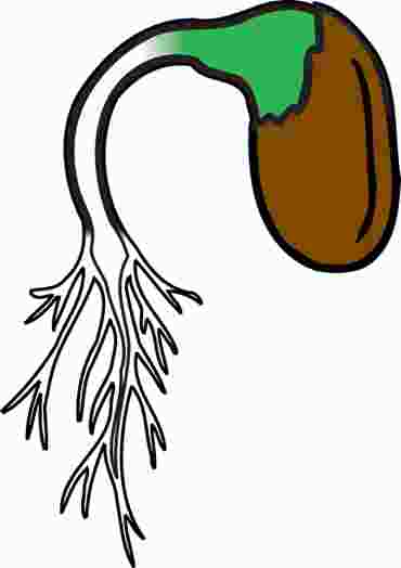 Alfalfa Seeds, Dicots for Biology and Life Science