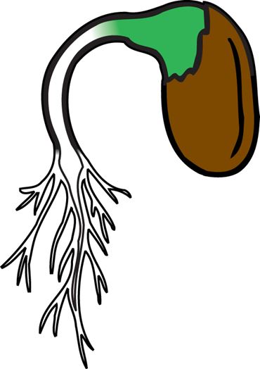 Grass Seeds, Monocots for Biology and Life Science