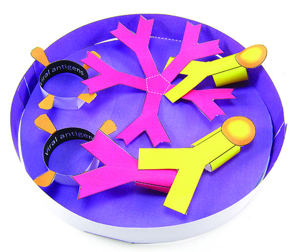 Coronavirus Antibody Test 3-D Model Kit