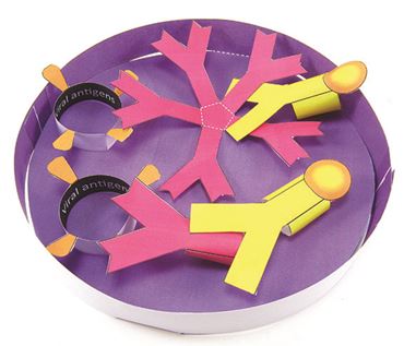 Coronavirus Antibody Test 3-D Model Kit