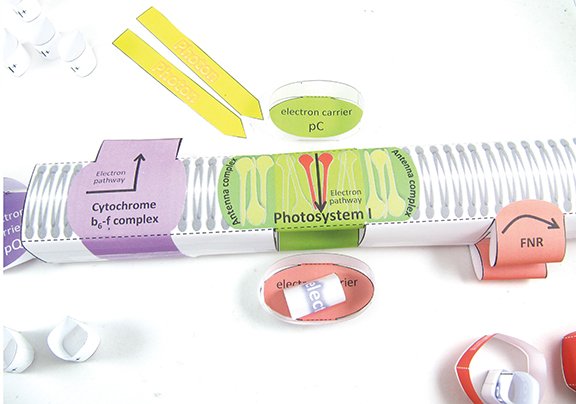 Photosynthesis/Light Reactions—NewPath Science 3-D Model Kit