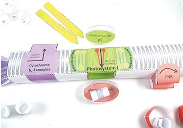 Photosynthesis/Light Reactions—NewPath Science 3-D Model Kit