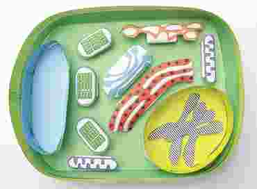 Simple Plant Cell—NewPath Science 3-D Model Kit