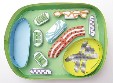 Simple Plant Cell—NewPath Science 3-D Model Kit