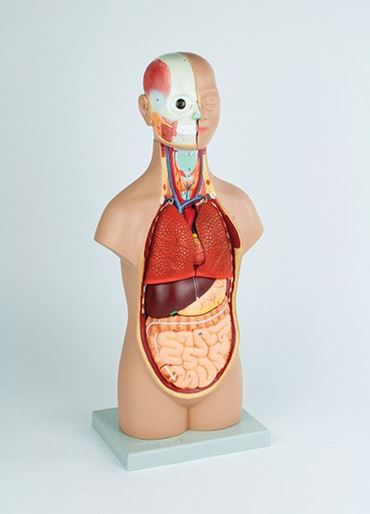 Mini Torso with Head Model with 12 Parts for Anatomy Studies