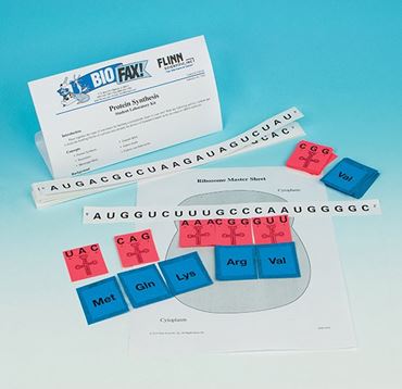 Protein Synthesis Laboratory Kit for Biology and Life Science