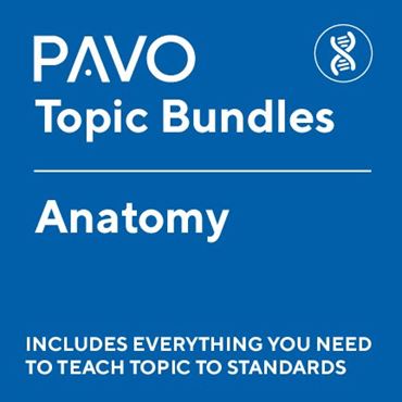 Pavo Bundle: Anatomy-PAV1060