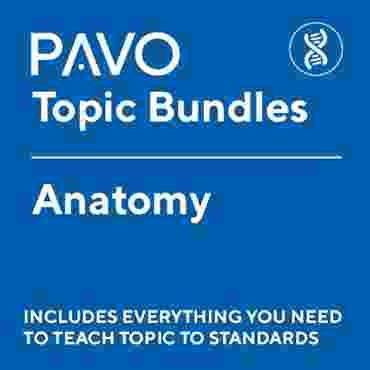 Pavo Bundle: Anatomy-PAV1060