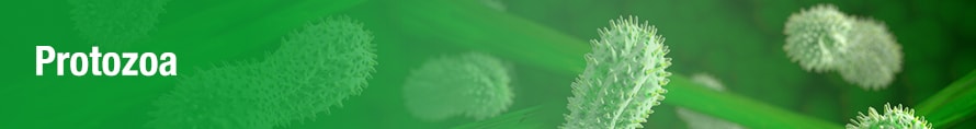 Protozoa | Flinn Scientific