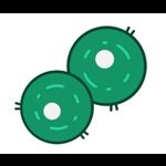 Cells